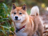 Magnifique mâle Shiba Inu pour saillie