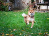 Magnifique mâle Shiba Inu pour saillie