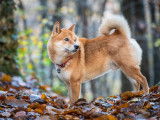 Magnifique mâle Shiba Inu pour saillie