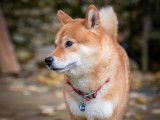 Magnifique mâle Shiba Inu pour saillie