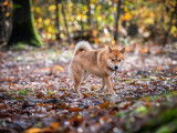 Magnifique mâle Shiba Inu pour saillie