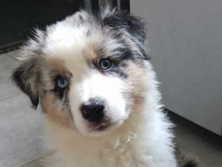 femelle yeux bleu