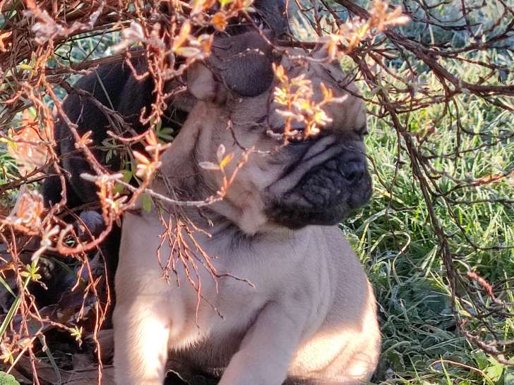 Chiots de race Bouledogue Français à vendre (3 mâles)