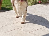 Chien adulte de type Springer Anglais Mâle à donner