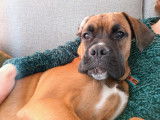 Mâle Boxer disponible pour saillie
