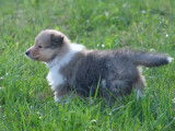 Magnifiques colley à poils longs
