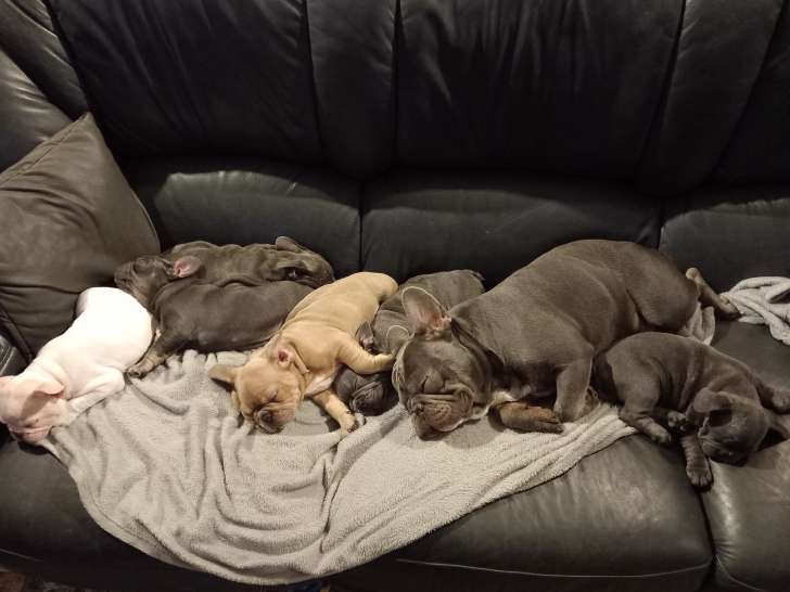 Chiot de race Bouledogue Français à vendre
