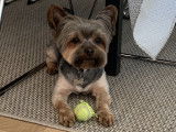 Mâle Yorkshire Terrier disponible pour saillie