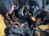 Chiots Teckels standards à poil ras avec pedigree à vendre