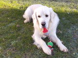 Mâle Golden Retriever disponible pour saillie dans l'Oise