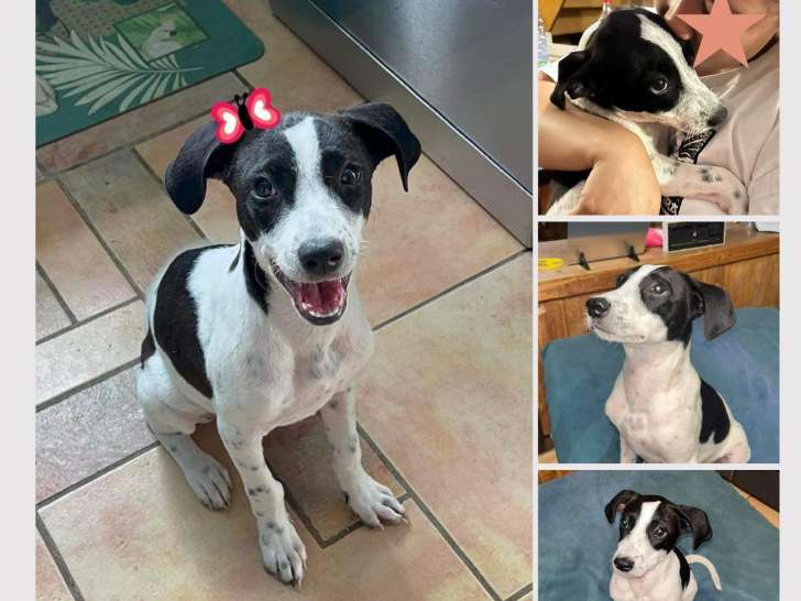 Sagane, chiot femelle à adopter