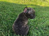 Chiots de type Bouledogue Français à vendre (4 femelles & 4 mâles)