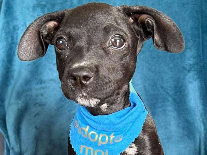 Sienna, chienne à adopter