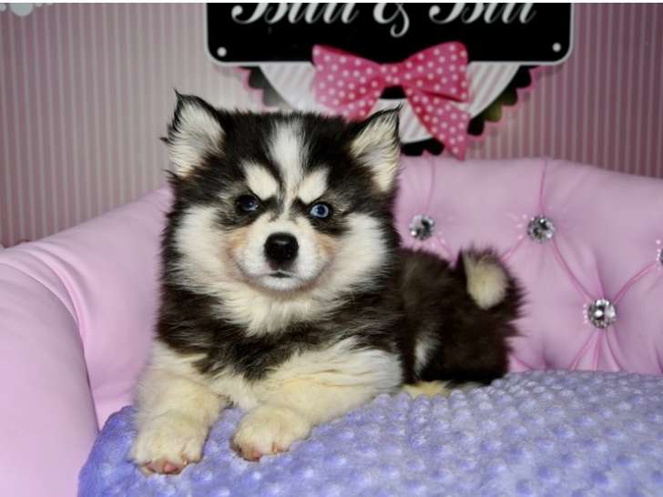 Magnifiques chiots Pomsky à vendre
