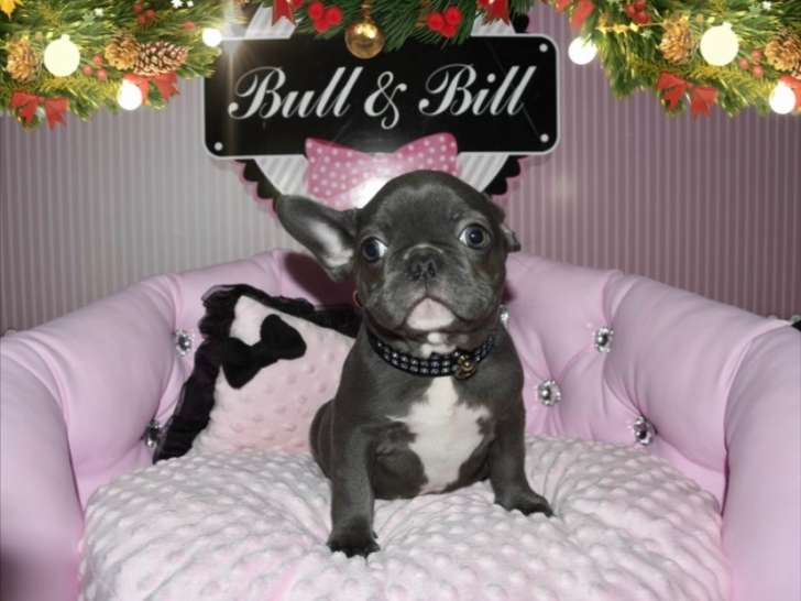 Magnifique femelle Bouledogue Français bleue à vendre