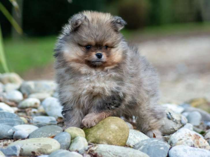 Magnifiques chiots Spitz Poméranien à vendre