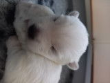 Chiot West Highland White Terrier &agrave; vendre