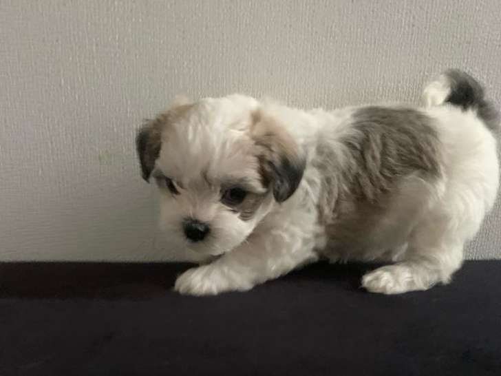 Chiot mâle Shih Tzu croisé Carlin à vendre
