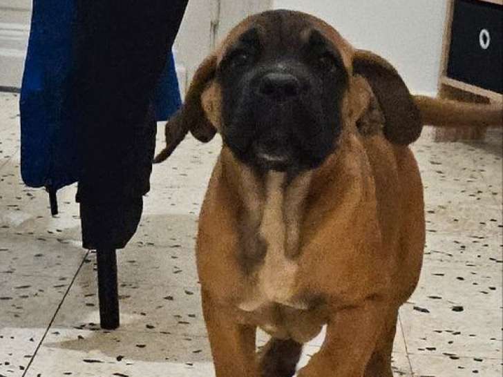 Trois chiots femelles Cane Corso fauves LOF à vendre