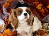 Chiot mâle Cavalier King Charles LOF blenheim à réserver