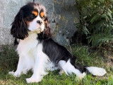 Chiot mâle Cavalier King Charles LOF blenheim à réserver