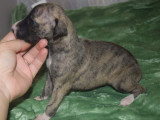 10 chiots Whippets LOF à réserver