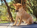 Deux chiots mâles Shiba Inus roux à vendre