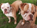 6 chiots Bouledogues Américains à réserver
