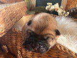 Trois chiots Chow-chow LOF à la réservation