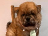 Trois chiots Chow-chow LOF à la réservation