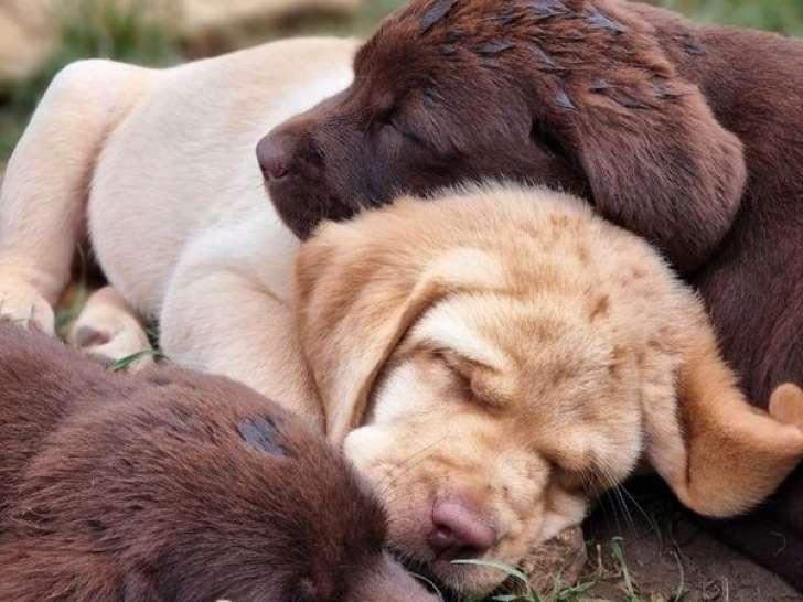À réserver : 7 chiots Labrador Retrievers LOF
