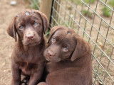 &Agrave; r&eacute;server : 7 chiots Labrador Retrievers LOF