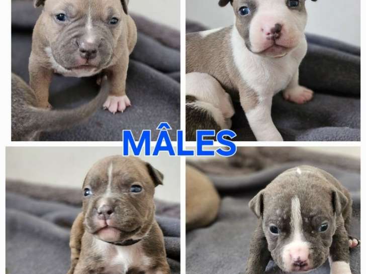 7 chiots Staffies LOF à la réservation