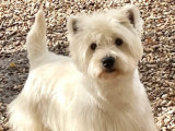 Un chien adulte Westie de 5 ans LOF pour saillie