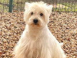 Un chien adulte Westie de 5 ans LOF pour saillie