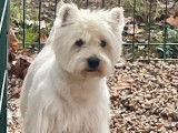 Un chien adulte Westie de 5 ans LOF pour saillie