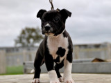 Un chiot mâle Staffy bicolore LOF à la vente