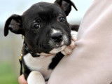 Un chiot mâle Staffy bicolore LOF à la vente