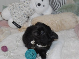 Un chiot mâle Chihuahua LOF de couleur noir à vendre