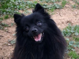 Chienne adulte Spitz Allemand de 6 ans disponible à la vente (LOF)