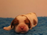 À réserver : deux chiots Cavaliers King Charles blenheim LOF
