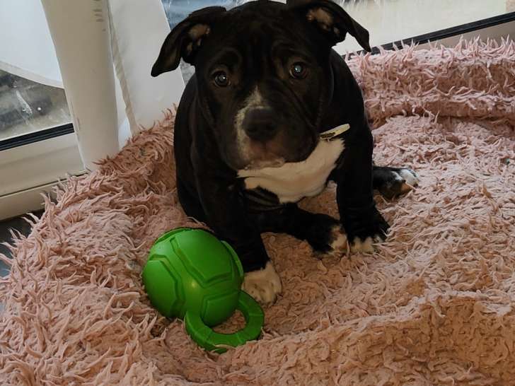 Chiot American Bully pocket à vendre