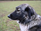 Chiots Berger Roumain des Carpates (Carpatin) avec Pedigree