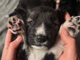 Chiots Berger Roumain des Carpates (Carpatin) avec Pedigree