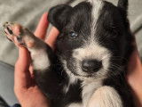 Chiots Berger Roumain des Carpates (Carpatin) avec Pedigree