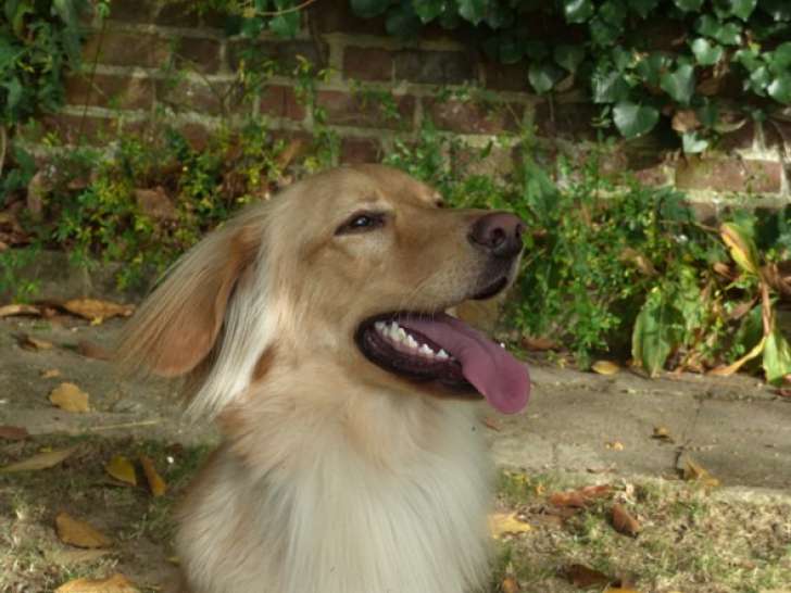 Mâle Hovawart LOSH à adopter