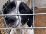 Robert, croisé Basset à adopter
