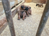 Chiots Malinois à vendre
