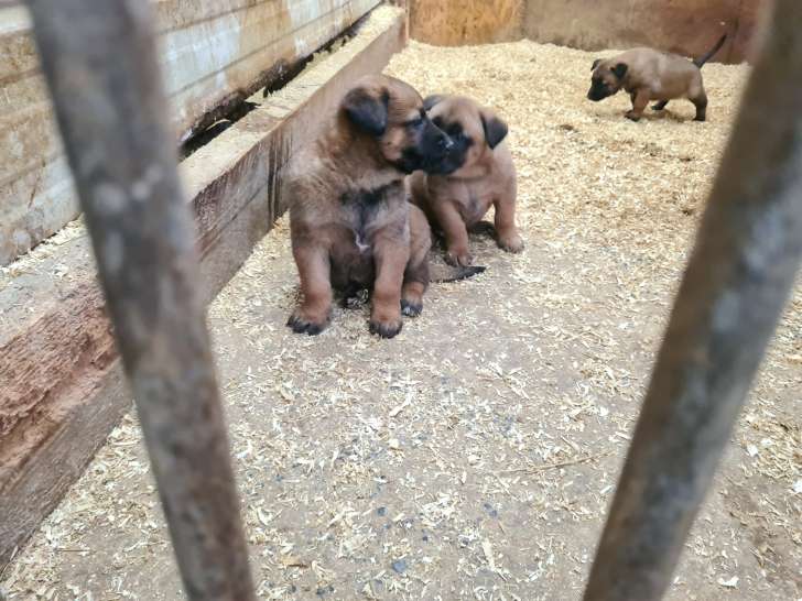 Chiots Malinois à vendre