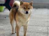 Femelle Shiba Inu LOF à vendre ou à placer en contrat d'élevage